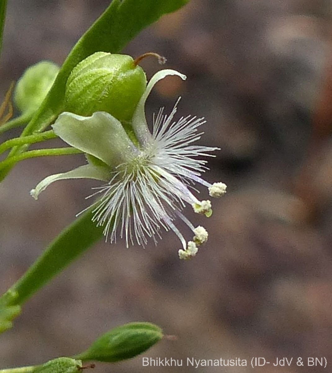 Scoparia dulcis L.